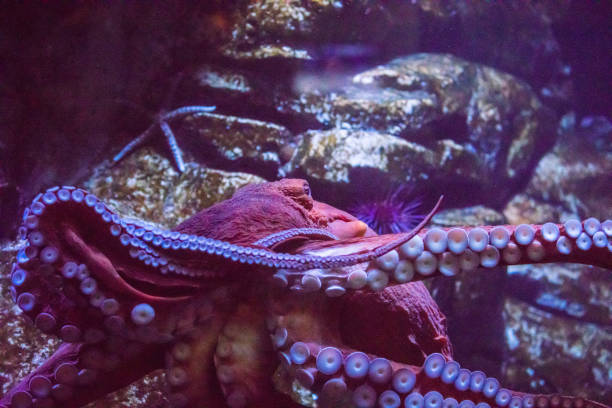 istock Giant Pacific Octopus 1480626249