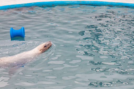Polar Bear Enjoying swim in Cold Water at Local Zoo in Hanover, Germany