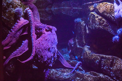 Close frame of an amazing Giant Pacific Octopus in an aquarium.