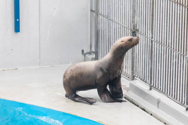 Sea lion. Alaska wildlife reserve.