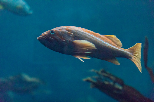 Freshwater fish kaluga ( Huso dauricus ) in the aquarium. Amur river endemic.