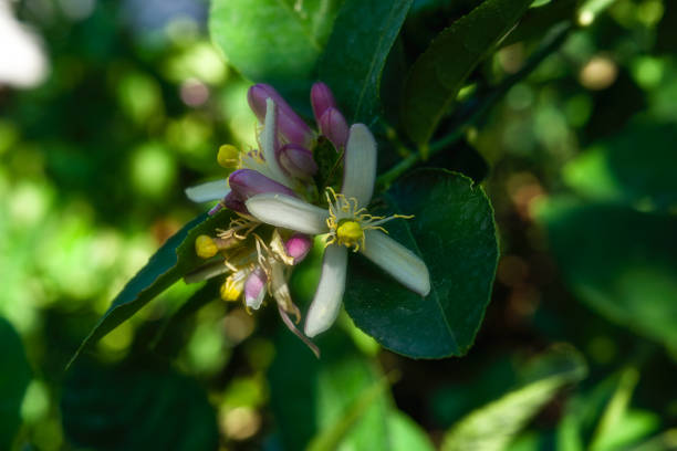 Lime flowers are blooming waiting for insects to pollinate them.