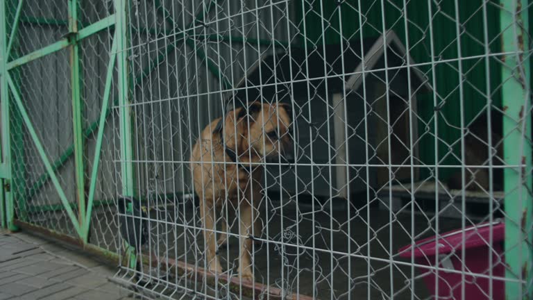 Dogs in shelter cages