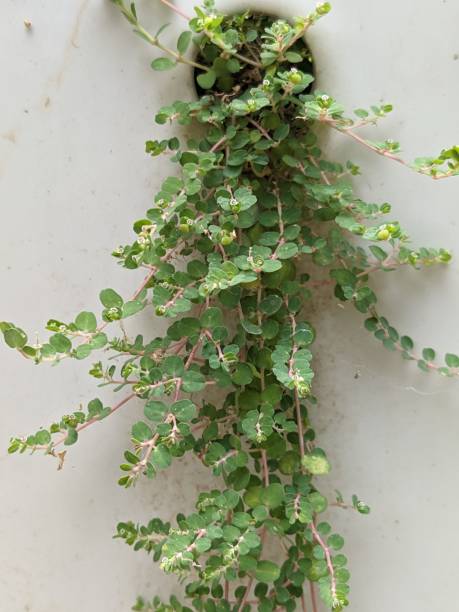 istock Euphorbia thymifolia 1480628448