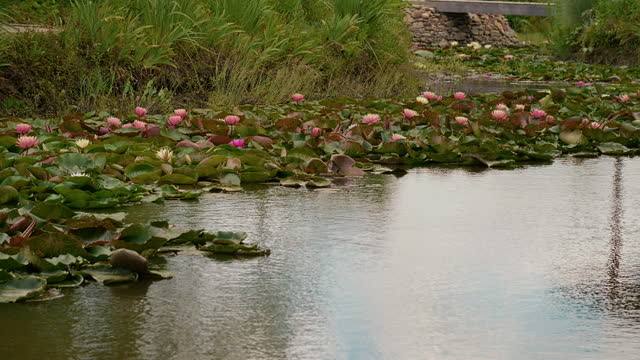 Video of a pink lotus flower in the water moved by wind.