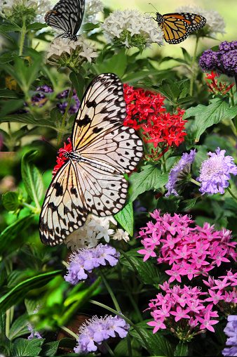Southeast Asia is the region of origin for the Big Tree Nymph Butterfly, also known there as Rice Paper and Paper Kite. The Tree Nymph or Paper Kite is a related and very similar butterfly that is indigenous to southern India.