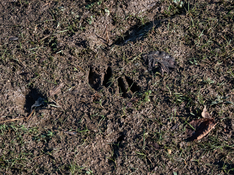 Close-up of footprints of roe deer (Capreolus capreolus) in very deep and wet mud after running over the wet soil in bright sunlight. Animal presence and trail