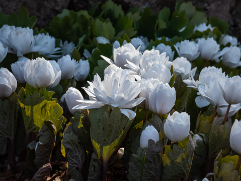 Decorative cultivar of the Bloodroot (Sanguinaria canadensis) Multiplex with large, full, white flowers in sunlight blooming in early spring