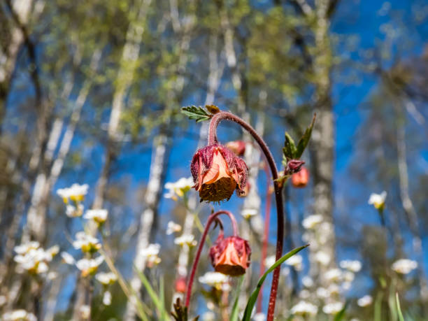 Close-up shot of nodding red flower of water avens (Geum rivale) growing in a green meadow surrounded with wild flowers in spring with blue sky and spring forest in the background Close-up shot of nodding red flower of water avens (Geum rivale) growing in a green meadow surrounded with wild flowers in early spring with blue sky and spring forest in the background molinia caerulea stock pictures, royalty-free photos & images
