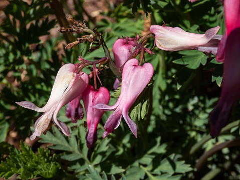 Macro shot of the opened and long shaped cluster of pink flowers of flowering plant wild or fringed bleeding-heart, turkey-corn (Dicentra eximia) with oddly shaped flowers in the garden