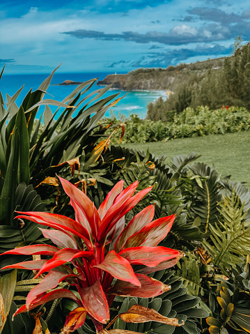 Tropical flowers overlooking a coastline in Kauai Hawaii on a sunny day.