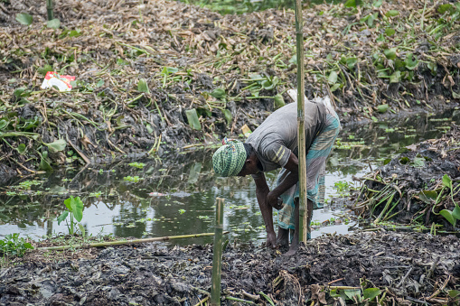 Floating agriculture area where farmers are preparing the floating bed for vegetable cultivation.