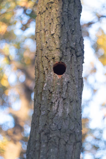 a hollow in the tree in the forest
