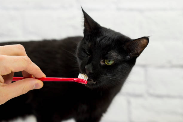 istock Cat Getting Used to the Toothbrush 1480634761