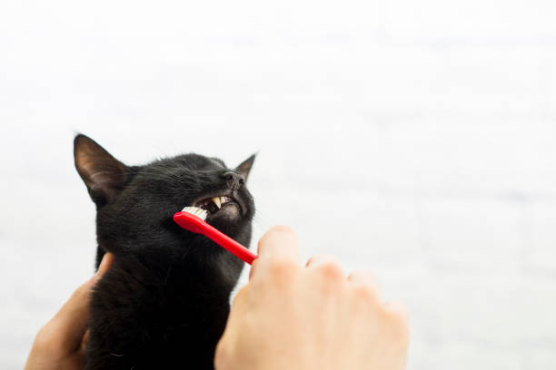 istock Cat Getting Her Teeth Brushed to Maintain Health 1480634766