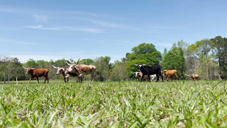 Texas Longhorn Cattle Drive