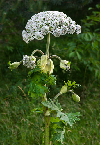 Heracleum Sosnowski, or Sosnowski's borschivny - a dangerous allergic plant that grows in the summer. Poisonous inflorescence. A poisonous perennial plant.