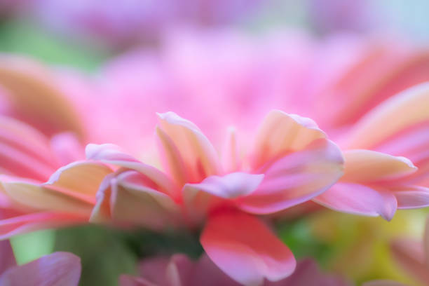 A dreamy closeup of the petals of a pink gerbera daisy.