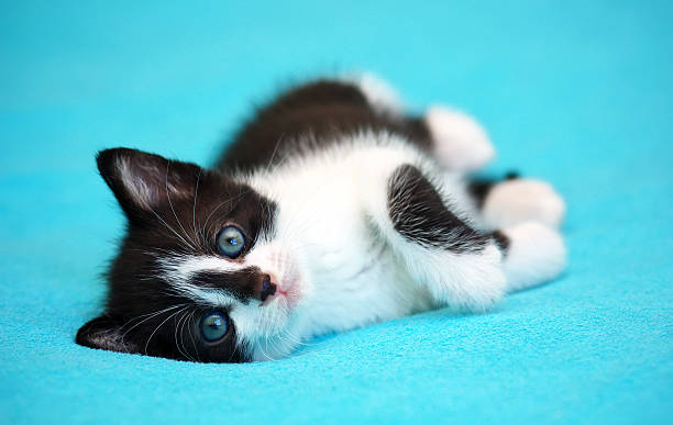 小さなキトン - cute kitten animal young animal ストックフォトと画像