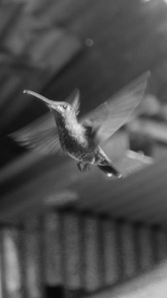 istock Costa Rica Hummingbird 2 1480639895