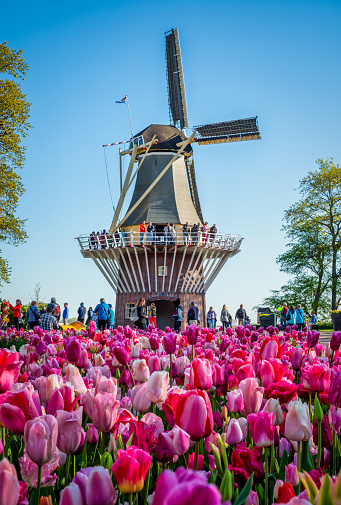 April 20, 2022 - Lisse, Netherlands: Blooming colorful tulips flowerbed in Keukenhof public flower garden with tourists in front of the windmill. Lisse, Holland, Netherlands.