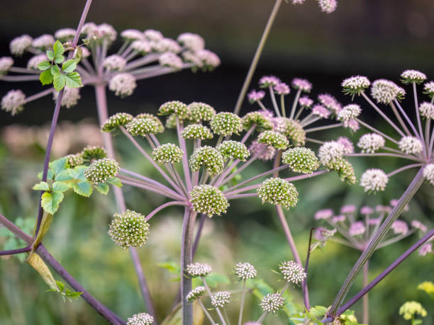angelica flowers in a garden