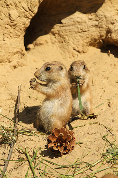 istock Little prairie dogs eating 148064050