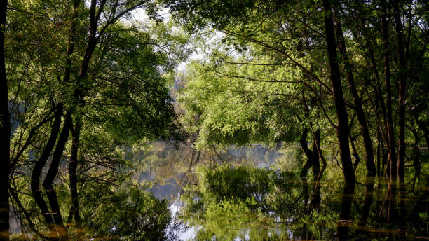istock Trees and water meeting sky 1480641551
