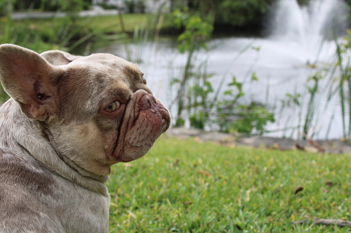 Photo of a French bull dog
