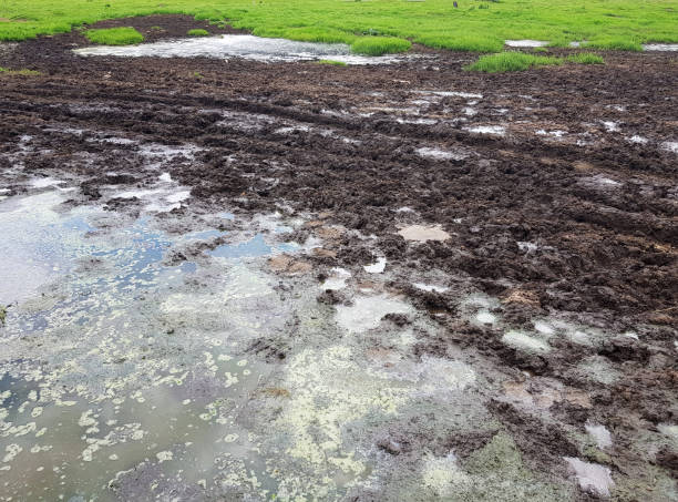 istock Soil, ground,  Organic gardening, agriculture.  Environmental texture, pattern. Mud on field, grass. 1480644371
