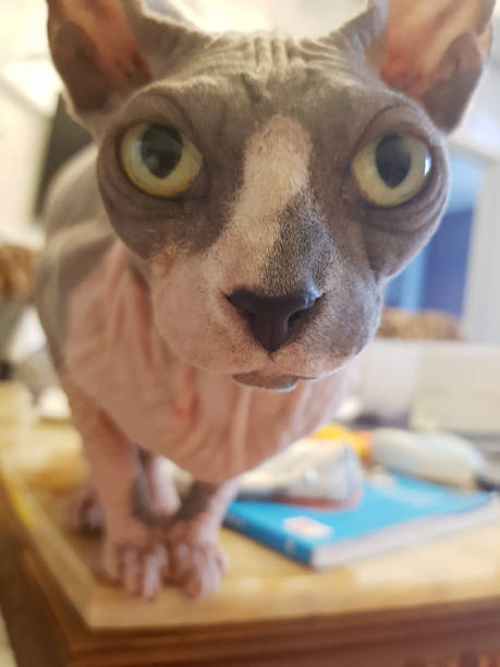 istock Funny pink and grey sphynx cat with big green eyes looking to camera 1480644376