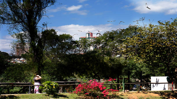 Woman doing exercise in a central city public park. It is possible to see several birds flying over the scene.