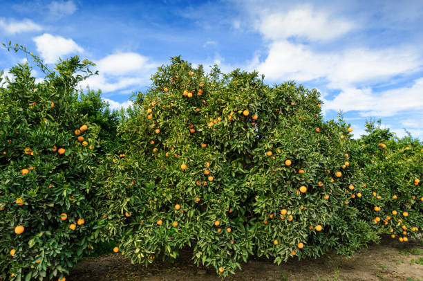 istock Orchard of Navel Orange Trees 1480645225