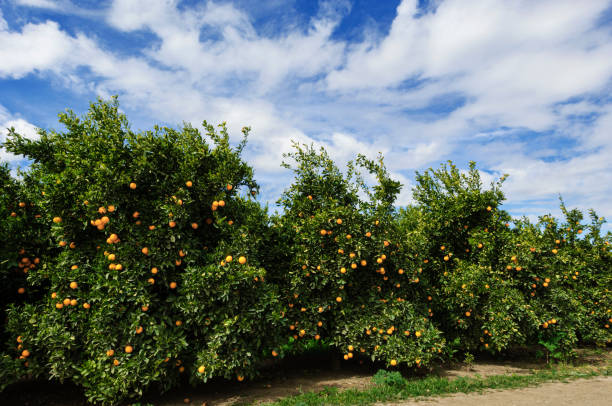 istock Orchard of Navel Orange Trees 1480645228