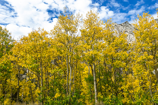 Aspen trees whose leaves have changed to the fall yellow color.