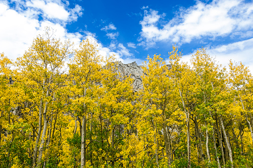 Aspen trees whose leaves have changed to the fall yellow color.