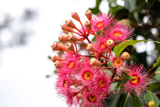 istock Beautiful Gum tree pink flowers and buds, background with copy space 1480646360