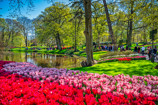 April 20, 2022 - Lisse, Netherlands: tourists visiting the Keukenhof public flower garden. Lisse, Holland, Netherlands.