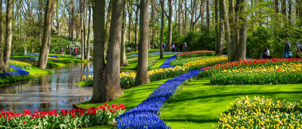 panoraminc view of Tulips in Keukenhof park, Nederlands April 20, 2022 - Lisse, Netherlands: panoramic view of tulips between the trees in Keukenhof public flower garden with touristsvisiting it. Lisse, Holland, Netherlands. hyacinth red stock pictures, royalty-free photos & images
