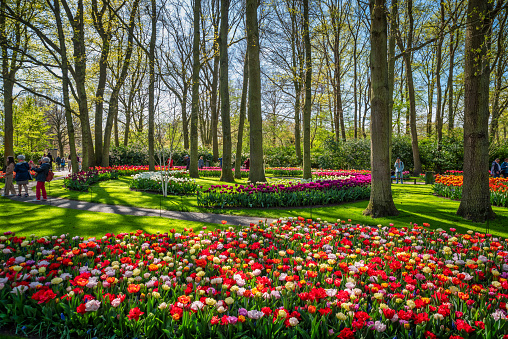 April 20, 2022 - Lisse, Netherlands: Blooming colorful tulips flowerbed in Keukenhof public flower garden with tourists in it. Lisse, Holland, Netherlands.