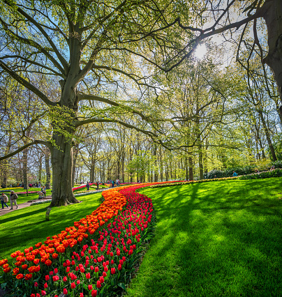 April 20, 2022 - Lisse, Netherlands: Orange and red tulips path in Keukenhof public flower garden. Lisse, Holland, Netherlands.
