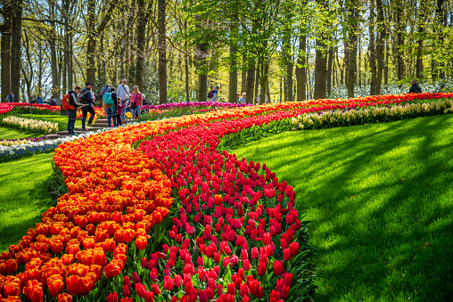 April 20, 2022 - Lisse, Netherlands: orange and red tulips Blooming in Keukenhof public flower garden with tourists in it. Lisse, Holland, Netherlands.