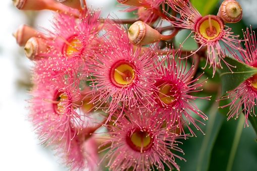 Beautiful Gum tree pink flowers and buds, background with copy space, full frame horizontal composition