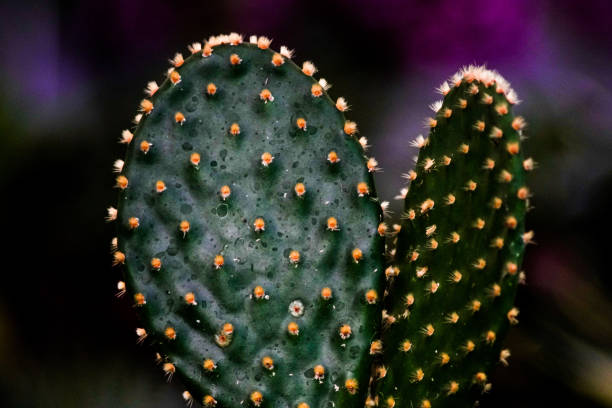 opuntia ficus-indica - prickly pear fruit cactus prickly pear cactus yellow stock-fotos und bilder