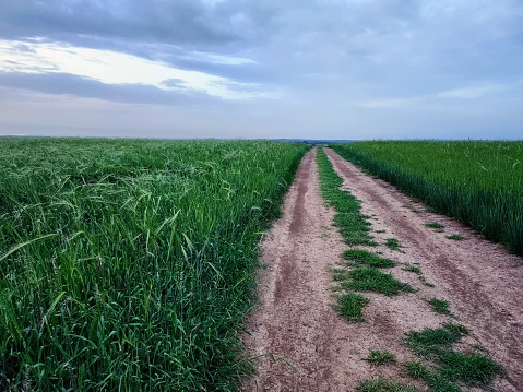 Dirt road in green wheat field at sunset. Nature composition.