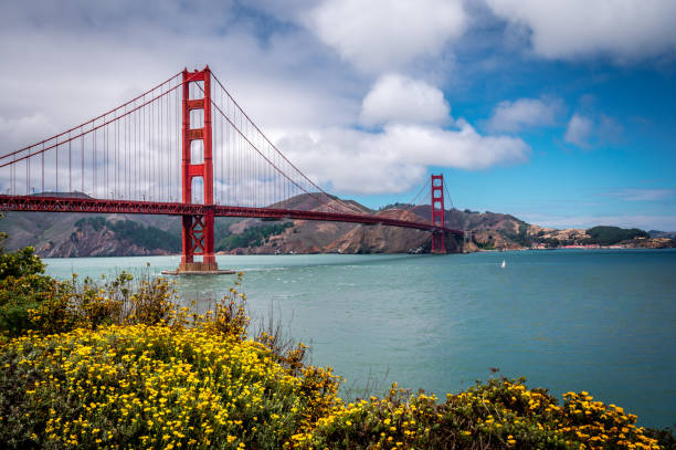 Golden Gate Bridge and yellow flowers San Francisco, California san francisco bay stock pictures, royalty-free photos & images