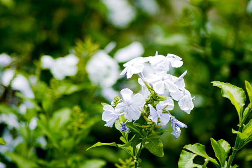 Cape plumbago, is a species of flowering plant in the family Plumbaginaceae, native to South Africa.