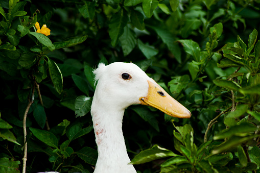 Runner ducks, runner ducks, or in Indonesia better known as ducks, are pet ducks of a type of bird or fowl that belong to the duck family.