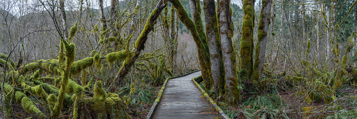 Panoramic landscape hiking trail boardwalk path through lush mossy forest, Pacific Northwest, Oregon