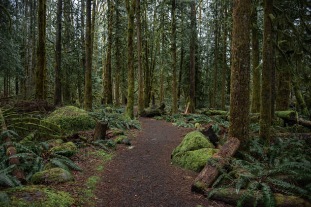 Trail through lush green mossy woodland forest